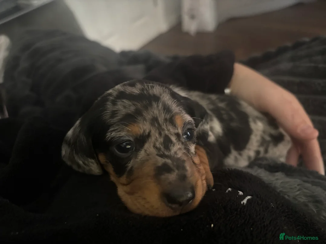 Dachshund dogs for sale: Miniature dashhound  - Advert 23