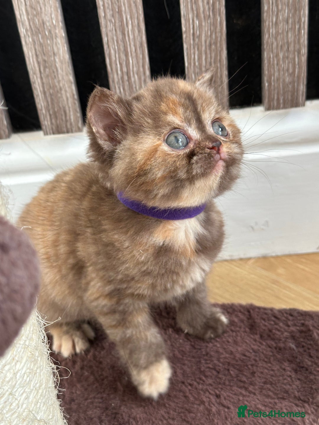 British Shorthair cats for sale: 😻Beautiful Chocolate Tortie BSH Kittens😻🎀 - Advert 16