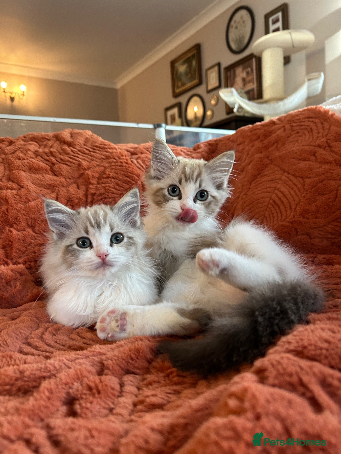 Ragdoll cats Mink Sepia Ragdolls Cherubim Bicolour Tabby Lynx - Advert 1