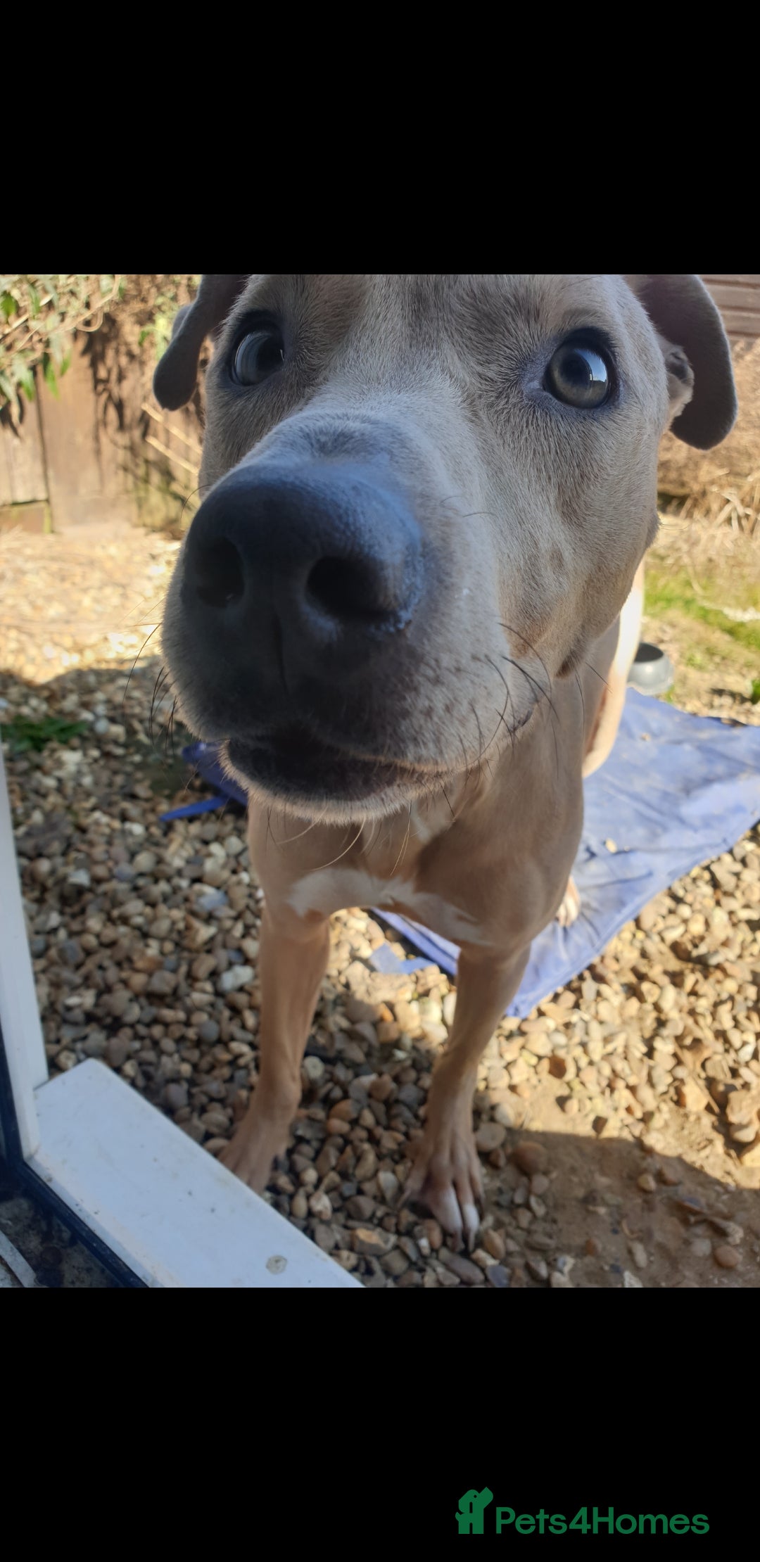 Mixed Breed dogs for sale: Please Take Care of My Dog (foster/temporary)  - Image 2