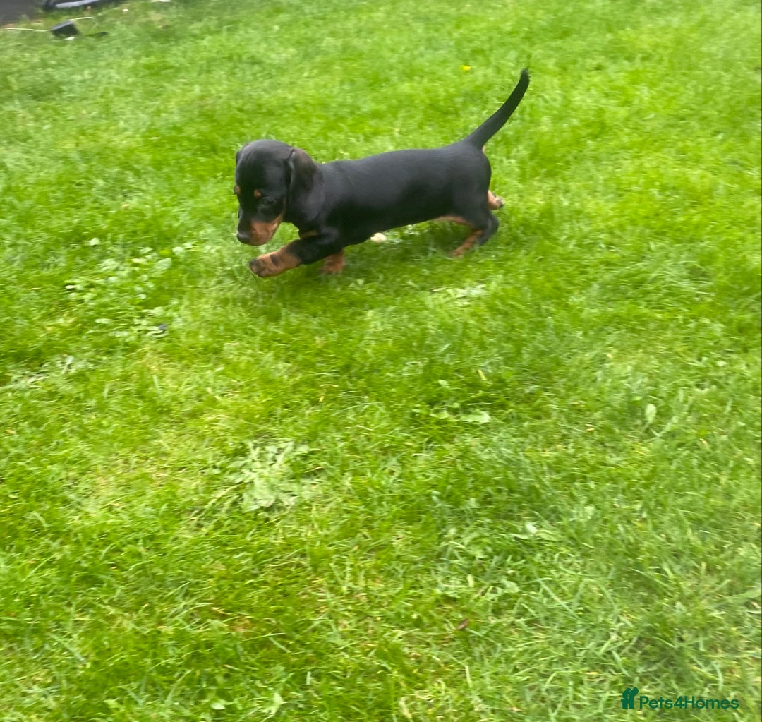 Dachshund dogs for sale:  Only one girl left 💕SOLD  - Image 21