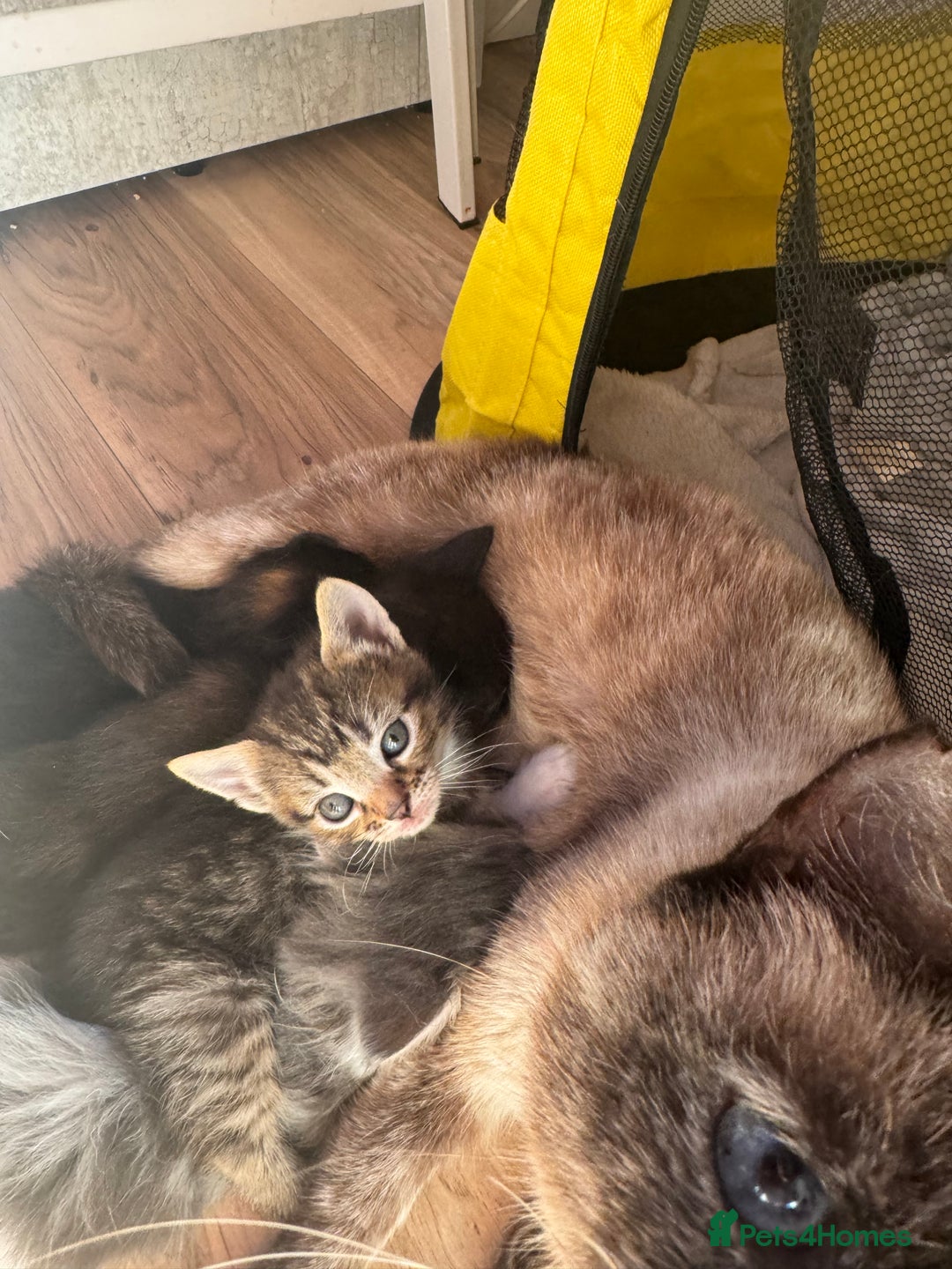 Mixed Breed cats for sale: 3 stunning unique kittens - Image 10