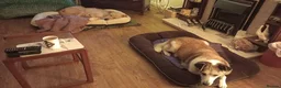 Mixed Breed dogs for adoption: Meet Blondie, currently residing in Lincolnshire  in Alford - Advert 7