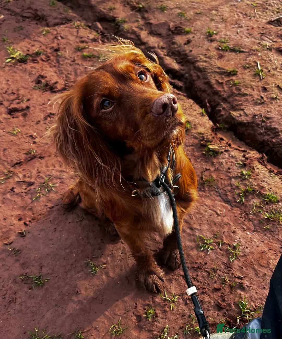 Cocker Spaniel dogs for sale: LAST 1 REMAINING Cocker Spaniel Chocolate Boy - Advert 4