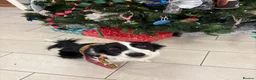 Border Collie dogs for sale: KC registered sport puppies - Advert 12