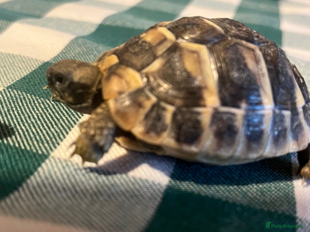 Tortoise reptiles for sale: Baby Tortoises Herman & Marginates - Image 9