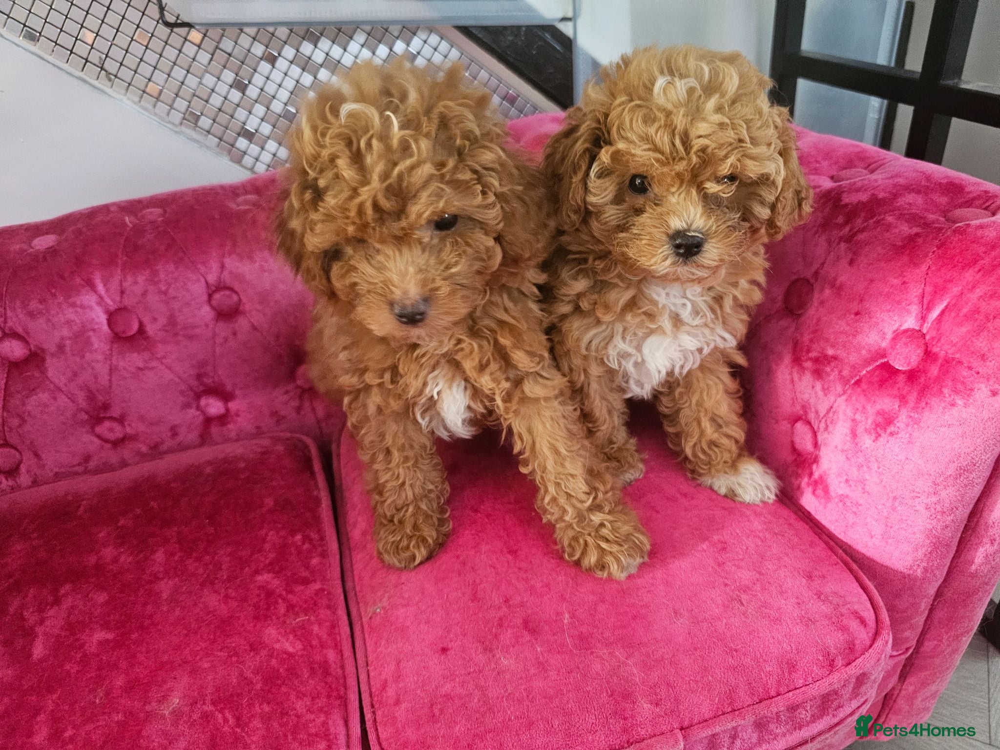 Maltipoo dogs BEAUTIFUL F1B MALTIPOO  PUPPYIES  - Advert 4