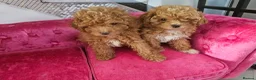 Maltipoo dogs for sale: BEAUTIFUL F1B MALTIPOO  PUPPYIES  - Advert 1