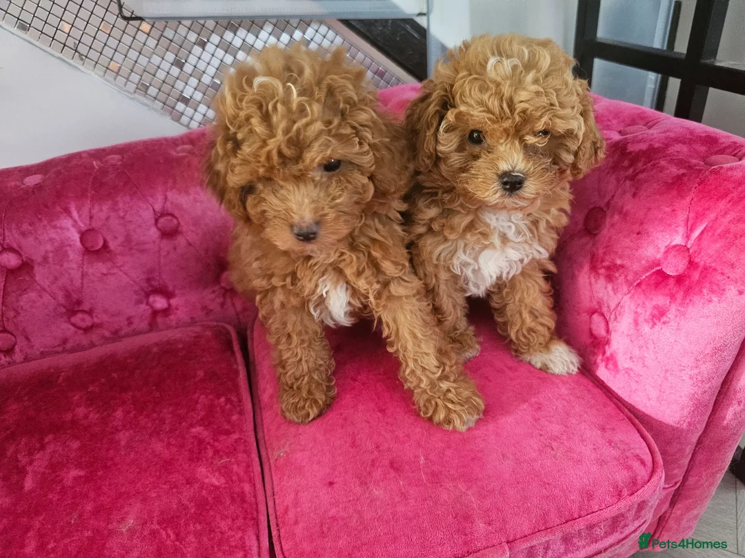 Maltipoo dogs for sale: BEAUTIFUL F1B MALTIPOO  PUPPYIES  - Advert 1