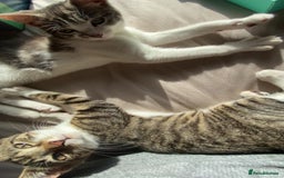 Mixed Breed cats for sale: One beautiful boy - Image 5