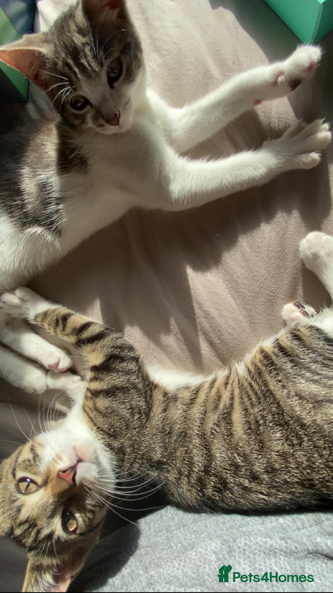 Mixed Breed cats for sale: One beautiful boy - Image 5