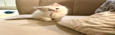 Ragdoll Kitten 2