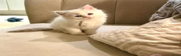 Ragdoll cats for sale: 🐾 Beautiful Ragdoll Kittens - Stunning example - Advert 12