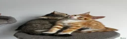 Mixed Breed cats for sale: 5 Beautiful friendly kittens - Advert 10