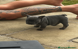 French Bulldog dogs for sale: Beautiful British x French bulldog Puppies - Image 9