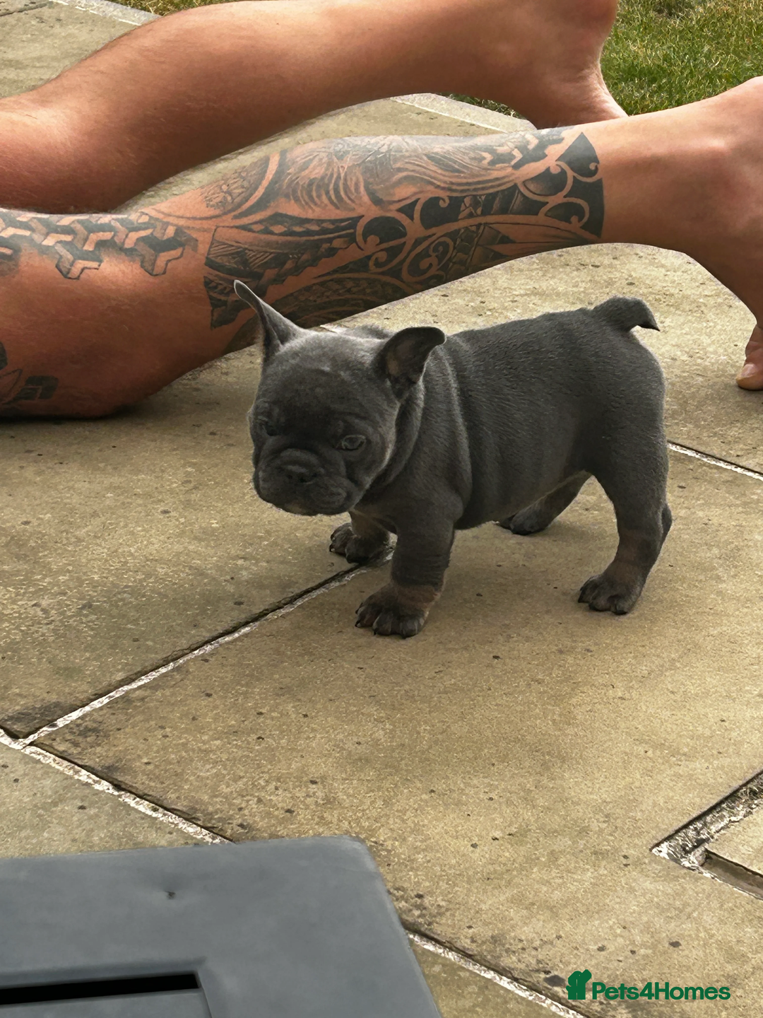 French Bulldog dogs for sale: Beautiful British x French bulldog Puppies - Image 9