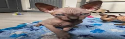 Mixed Breed cats for sale: 🐾READY NOW🐾 SPHYNX X RAGDOLL KITTENS 2 LEFT  - Advert 18