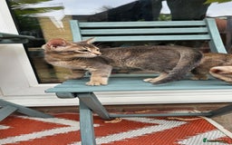 Mixed Breed cats for sale: Abyssinian x Snow Bengal  - Image 19