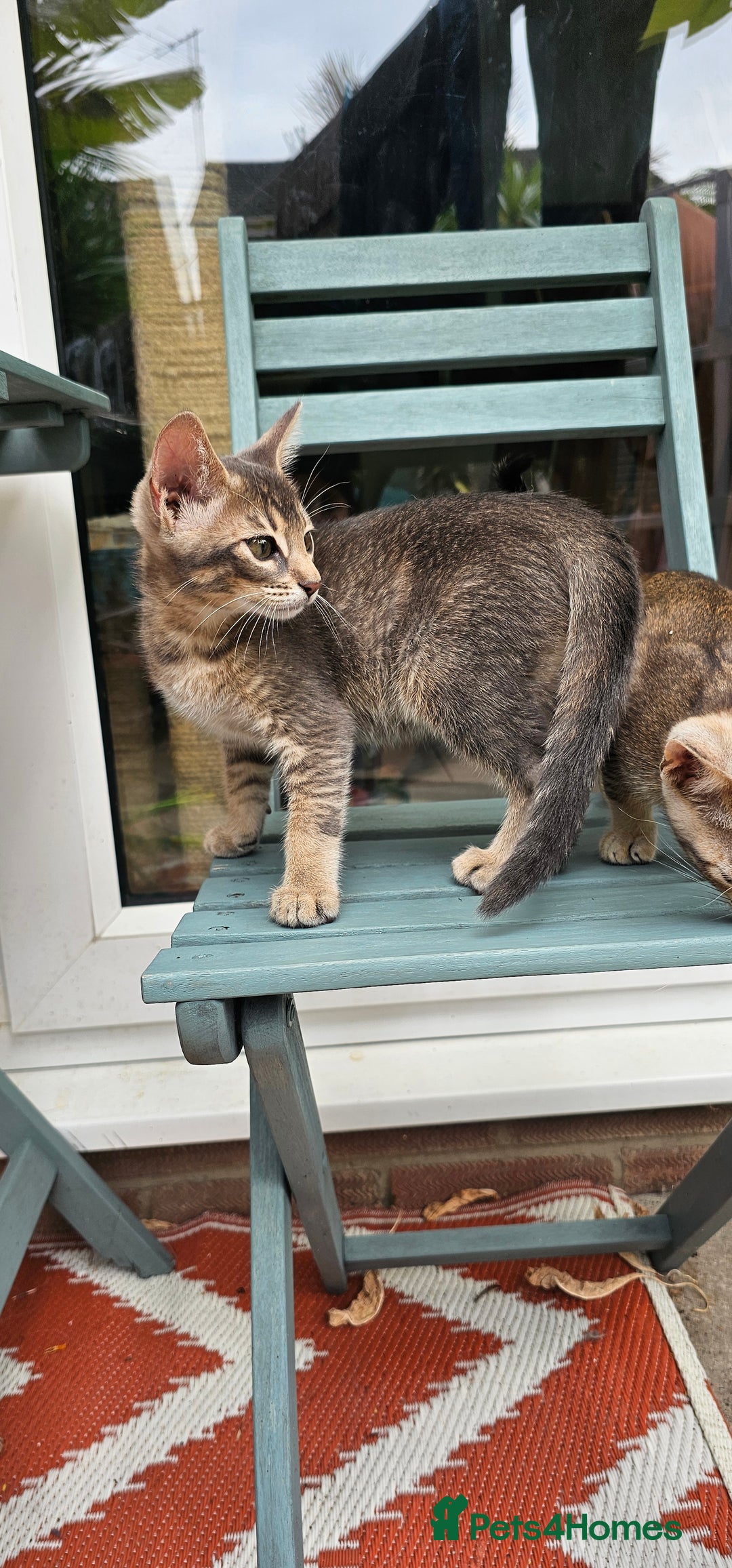 Mixed Breed cats for sale: Abyssinian x Snow Bengal  - Image 19