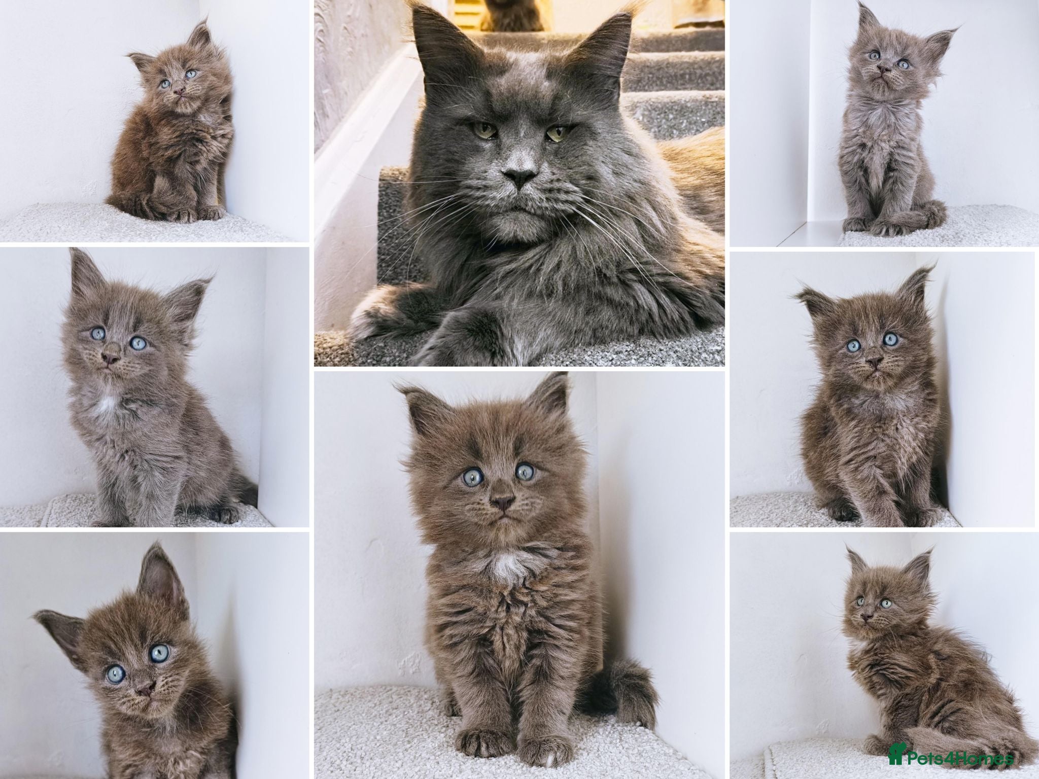 Maine Coon cats Blue maine coon kittens -DNA health tested parents - Advert 6