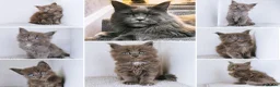 Maine Coon cats for sale: Blue maine coon kittens -DNA health tested parents - Advert 1