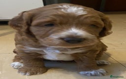 Cockapoo dogs for sale: Adorable F1 cockapoos for sale  - Image 12