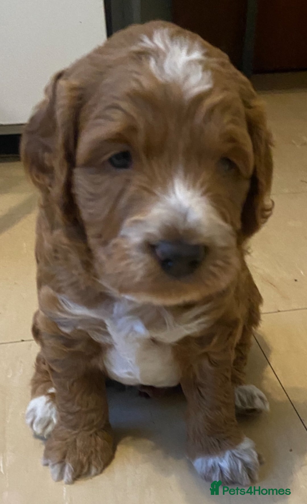 Cockapoo dogs for sale: Adorable F1 cockapoos for sale  - Image 12
