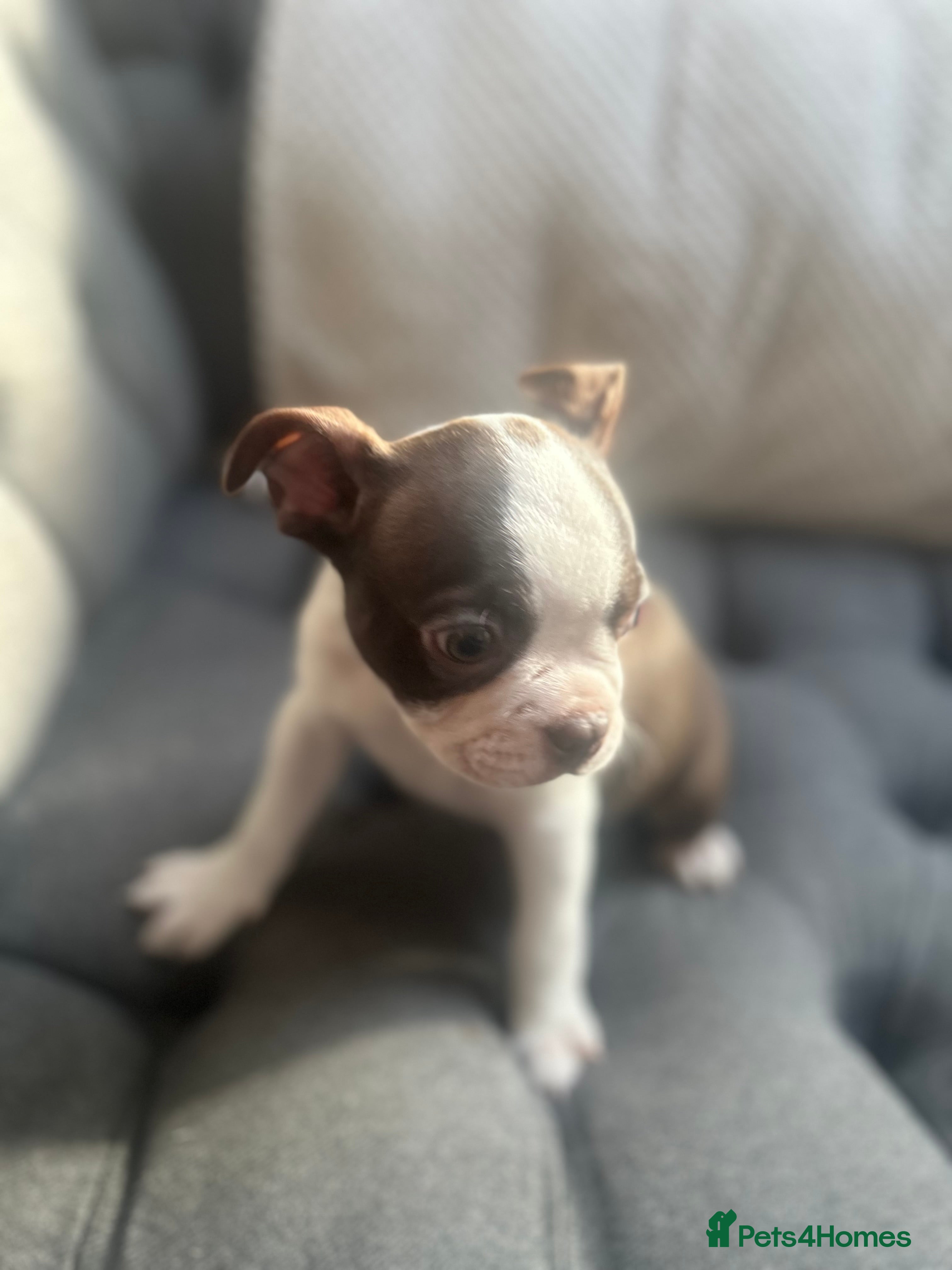 Boston Terrier dogs Kc reg boston terriers - Advert 15