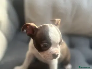 Boston Terrier dogs Kc reg boston terriers - Advert 15