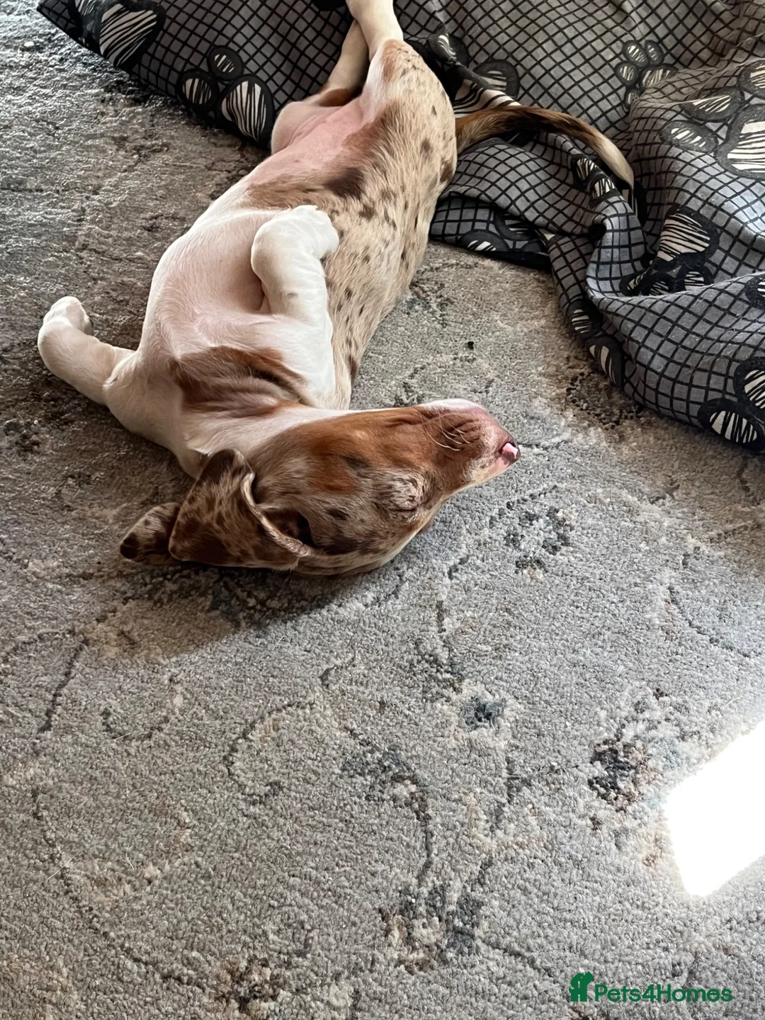 Miniature Dachshund dogs for sale: Mini Dachshund girl puppy  - Advert 4
