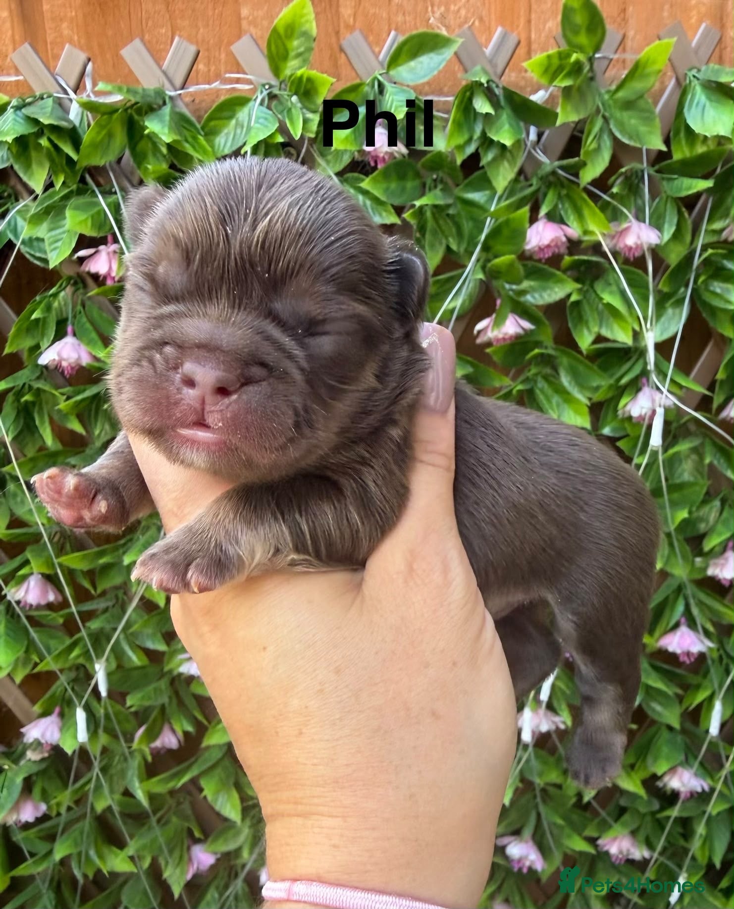 French Bulldog dogs Kc registered chocolate and tan frenchies - Advert 2