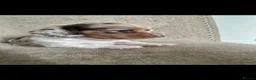 Miniature Dachshund dogs for stud: Kinder piebald miniature dachshund stud kc in Blackburn - Advert 22