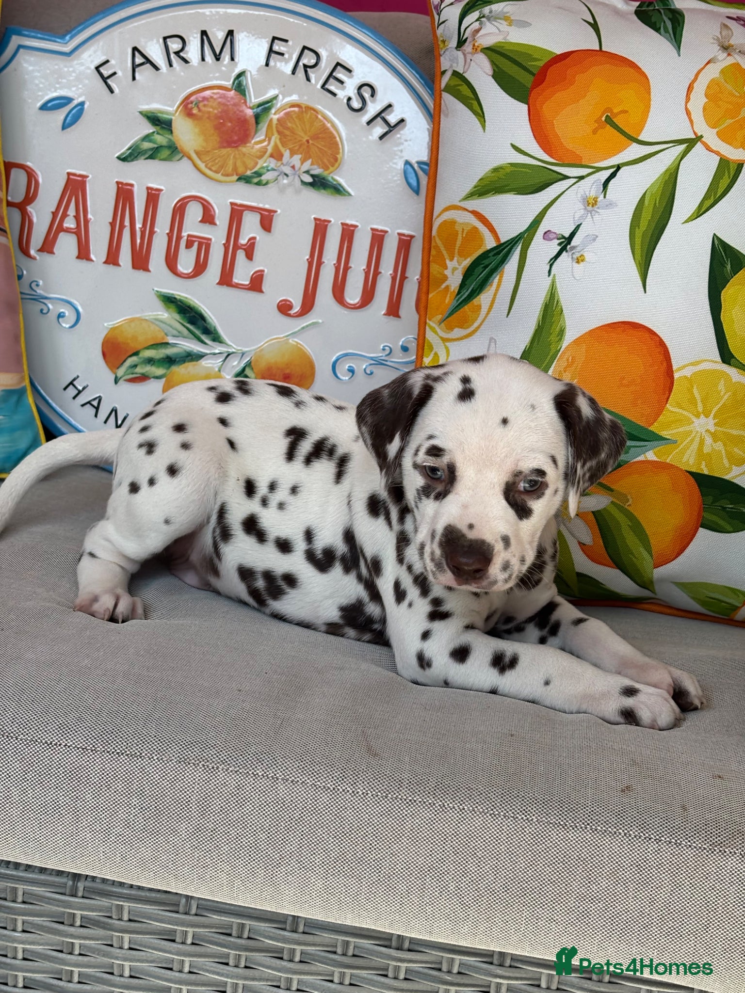 Dalmatian dogs Full Hearing . KC litter Boys - Advert 1