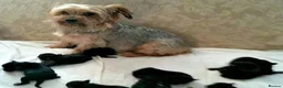 Shorkie dogs for sale: Ready now Shorkie girl for sale  - Advert 4
