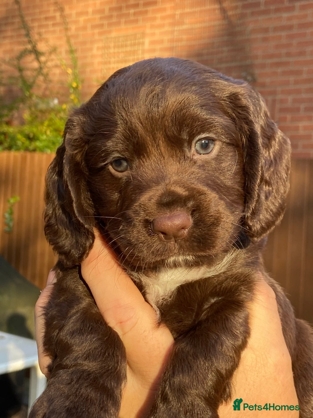 Cocker Spaniel dogs for sale: KC Registered Working Cocker Spaniels - Advert 15