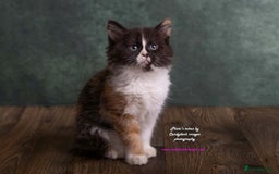 British Longhair cats for sale: ADORABLE DOG AND HOOVER PROOF KITTENS - Image 12
