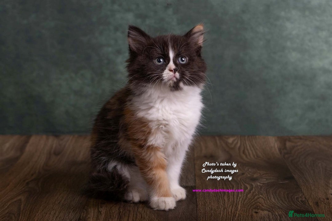 British Longhair cats for sale: ADORABLE DOG AND HOOVER PROOF KITTENS - Image 12