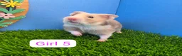 Hamster rodents for sale: Syrian Baby Hamsters Female Male Pedigree  - Advert 6