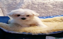 Maltipoo dogs for sale: Toy Maltipoos  ready NOW - Image 9