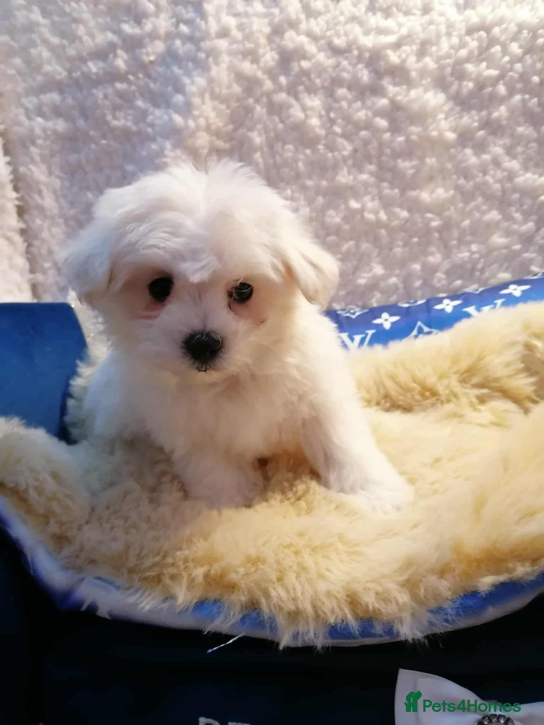 Maltipoo dogs for sale: Toy Maltipoos  ready NOW - Image 9