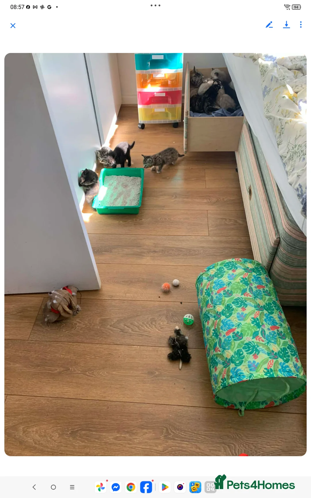 Mixed Breed cats for sale: Adorable house Kittens. - Advert 2