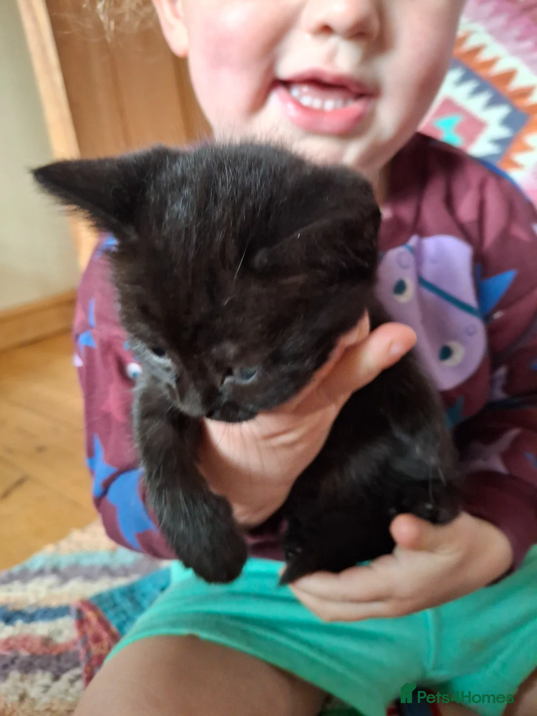 Mixed Breed cats for sale: Black kittens  - Advert 14
