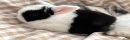 Mini Lop rabbits for sale: Beautiful Mini Lops to reserve  - Advert 32