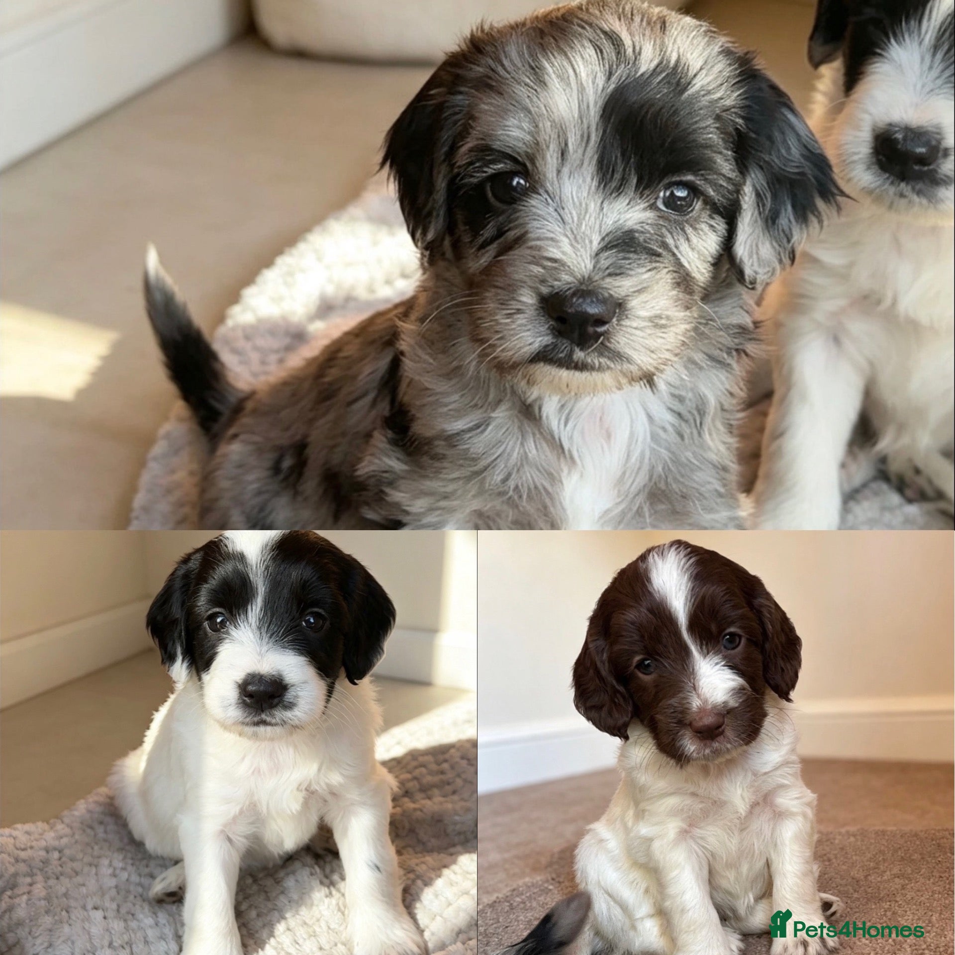 Sproodle dogs Rare Merle Sroodles  - Advert 2