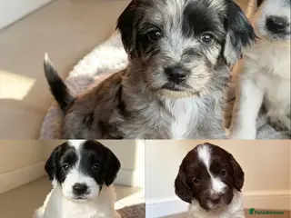 Sproodle dogs Rare Merle Sroodles - Advert 2