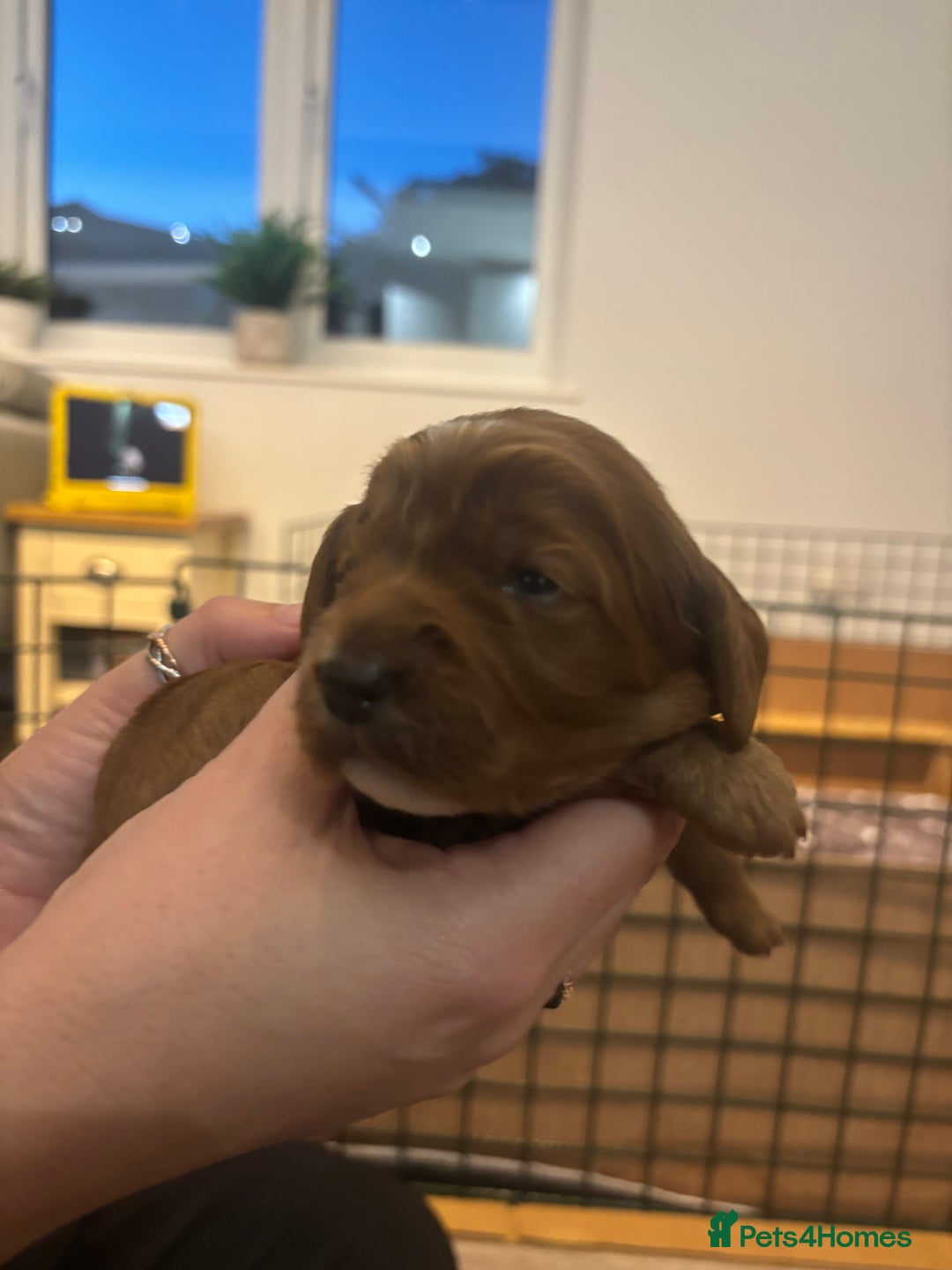 Cockapoo dogs for sale: Cockapoo Puppies  - Image 3