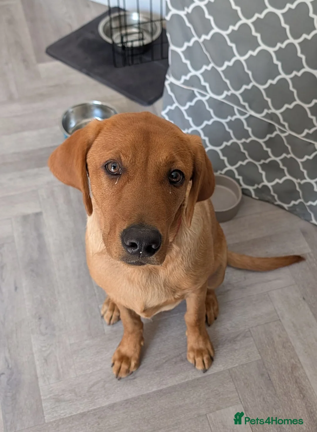 Labrador Retriever dogs for sale: Beautiful 5 month Labrador Puppy for Loving Home in Brentwood - Advert 15