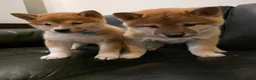 Japanese Shiba Inu dogs for sale: Snuggling Japanese Shiba Inu - Advert 2
