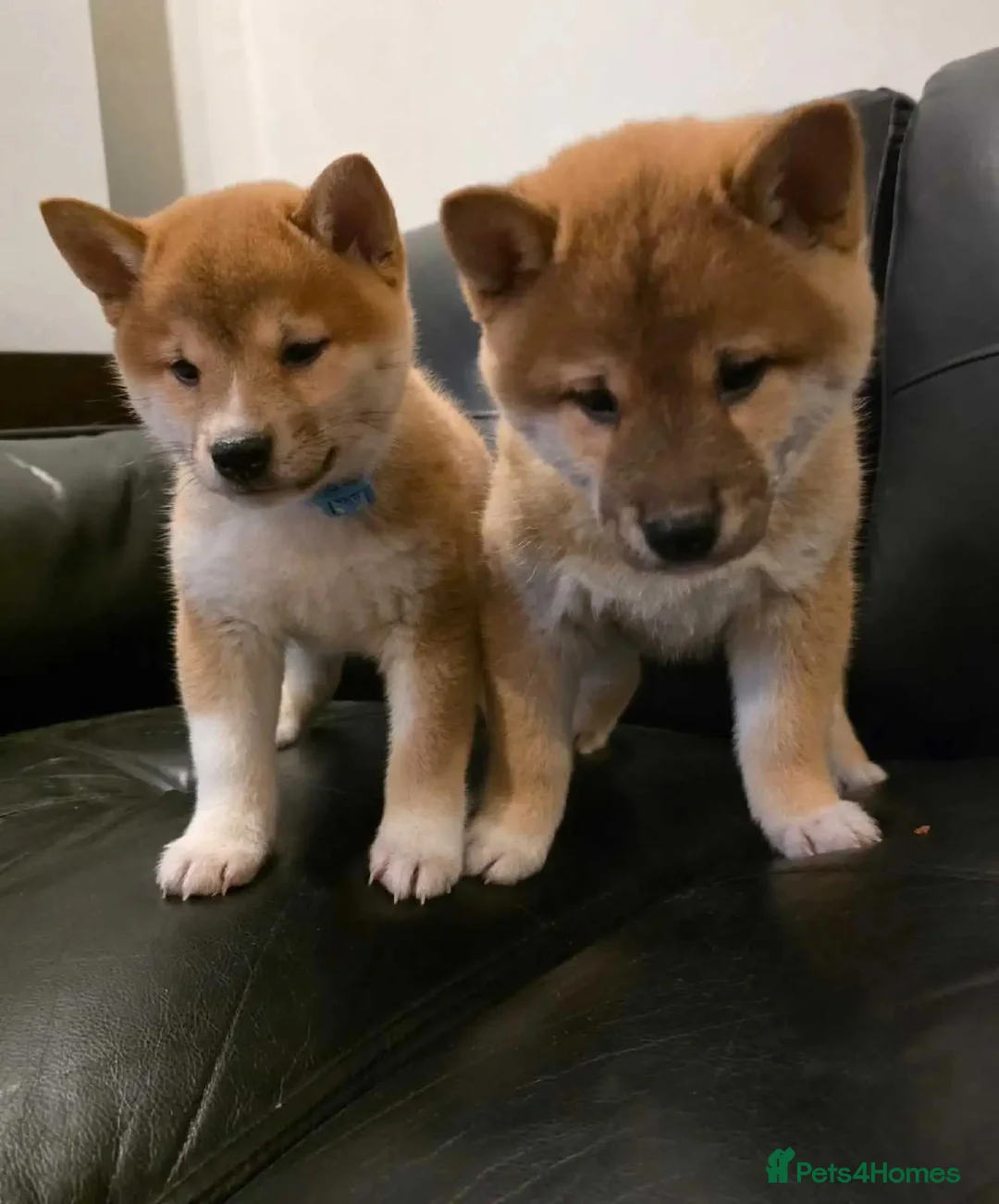 Japanese Shiba Inu dogs for sale: Snuggling Japanese Shiba Inu - Advert 2