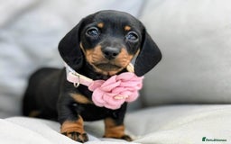 Miniature Dachshund dogs for sale: KC Reg Miniature Smooth Haired Dachshund Puppies - Image 16